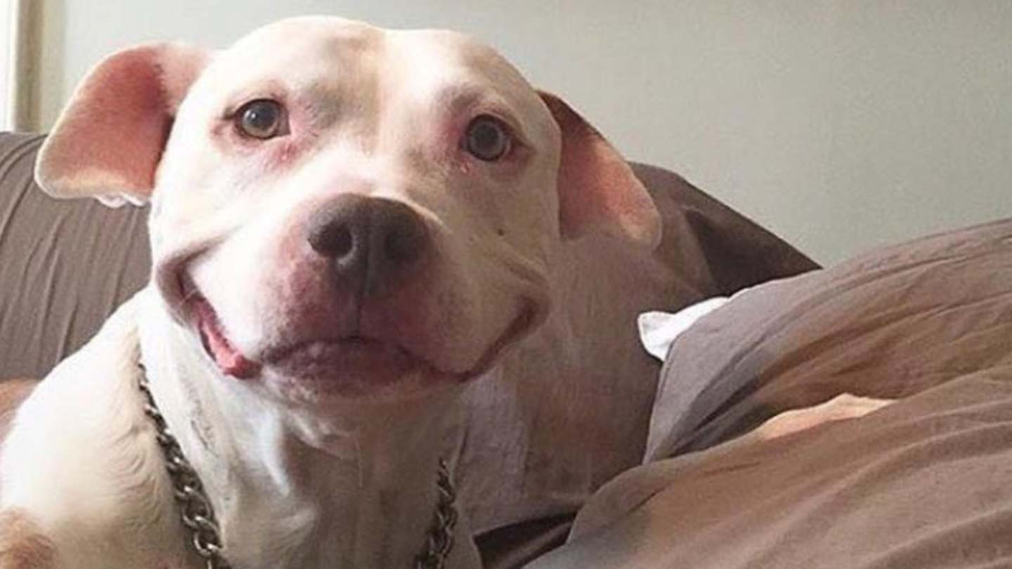 PHOTO Chris Smalling's Smiling Dog Sensation After