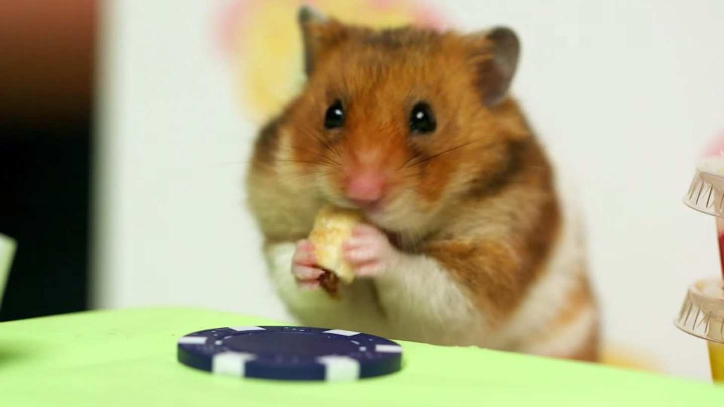 Kobayashi challenges a hamster to a hot dogeating contest Sports