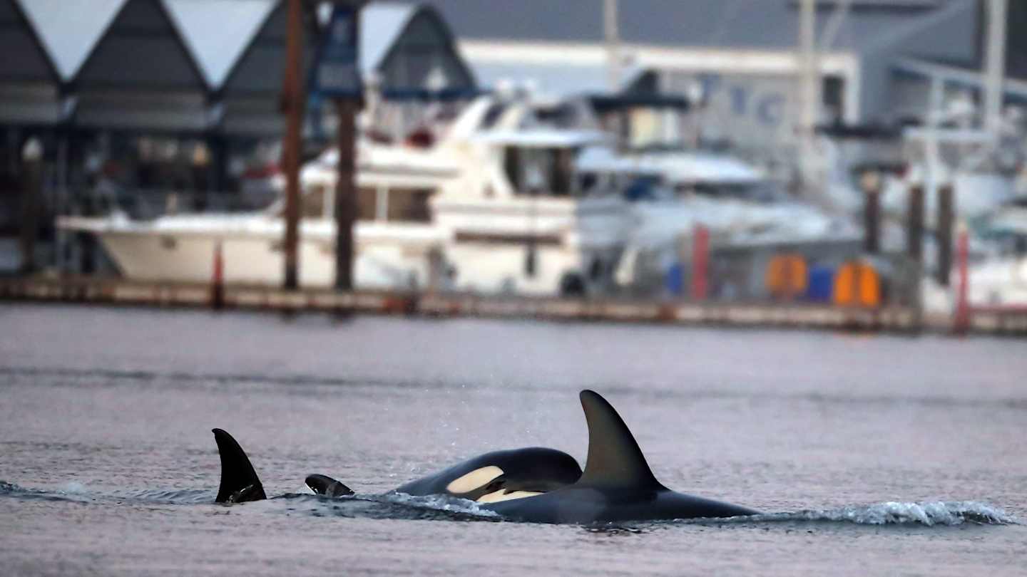 Orcas’ Attack on Ocean Race Team’s Boat Captured on Video - Sports
