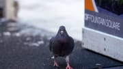 Taiwanese Racing Pigeon Beats Allegations of Spying for China, Becomes Global Celebrity