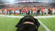 The Pop-Tarts Bowl Strapped a Camera to the Dog That Retrieves the Kicking Tee and Fans Loved It