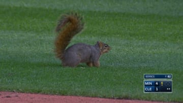 Squirrel delays Twins–Indians for four whole minutes