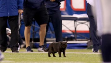 The (Extremely True) Story of the Cat That Streaked the Field at MetLife Stadium