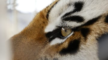 CONFIRMED: Mike the Tiger does not tweet