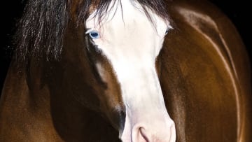 NRHA Stallion Spooks Gotta Whiz Surpasses $7 Million Milestone