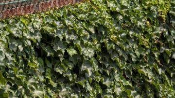 Top Cubs Prospect Named Arizona Fall League Offensive Player of the Year