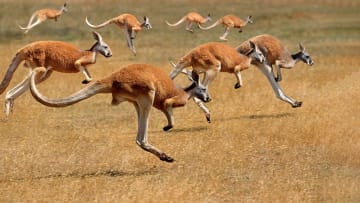 Kansas vs. Kansas City: Player Ratings to the Theme of Australian Animals