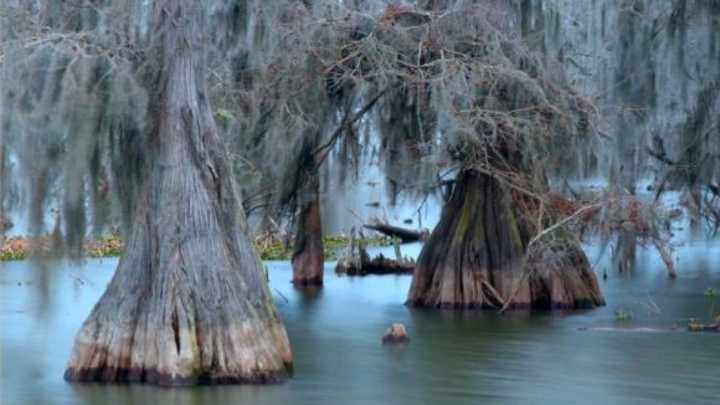 Can the "Pride of Breaux Bridge" Make the Saints Roster?