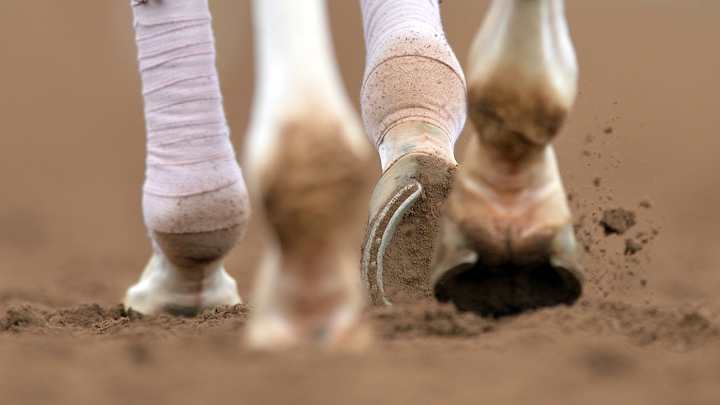 Horse Dies at Santa Anita Park, Raising Death Toll to 35 Since December Horse Dies at Santa Anita Park, Raising Death Toll to 35 Since December