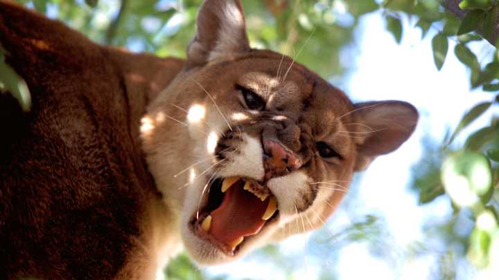 Colorado Runner Attacked by Mountain Lion, Kills It With His Bare Hands