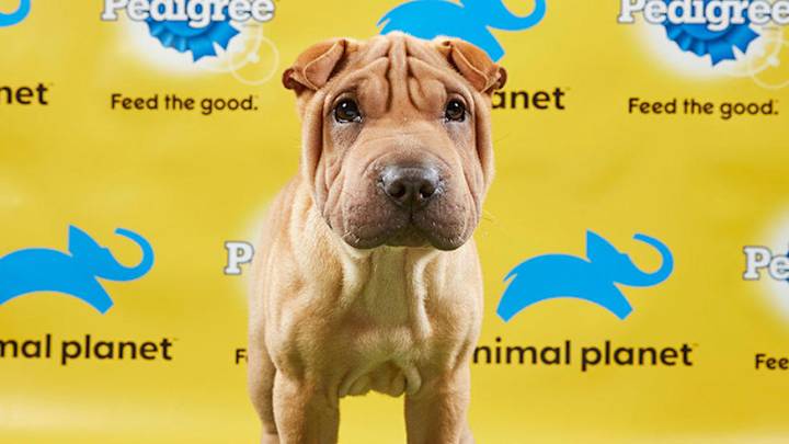 What Channel is the Puppy Bowl On? Broadcast Info, Start Time What Channel is the Puppy Bowl On? Broadcast Info, Start Time