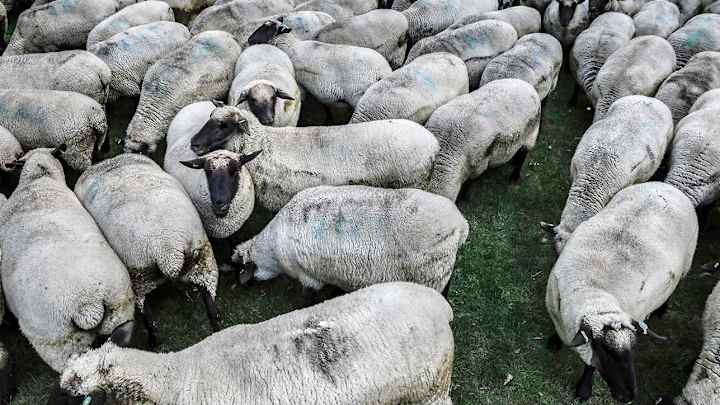 Goats, Sheep Escape on Tucson Streets From Petting Zoo, Delay Arizona Soccer Event