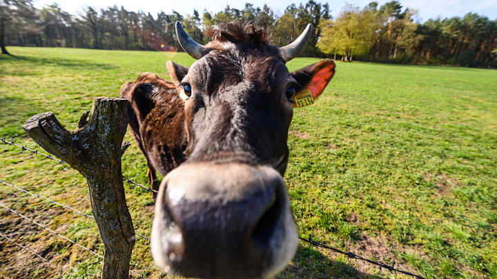 Fans Can Bring Farm Animals for Free Admission to Austin Bold FC Game