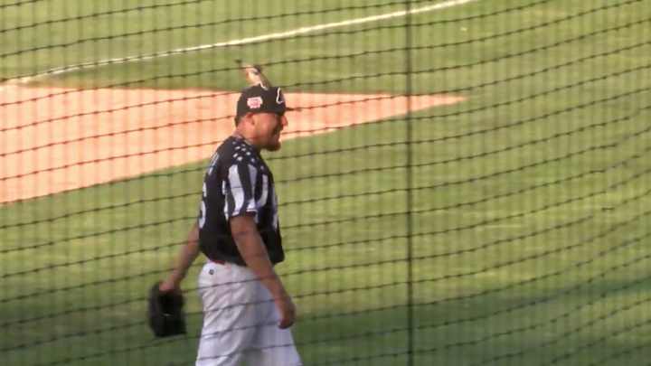 Friday’s Hot Clicks: Minor League Pitcher Befriends Bird on His Way Off the Mound