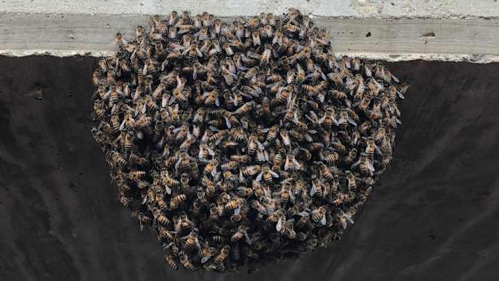Monday’s Hot Clicks: Baseball Game Delayed by Ridiculous Swarm of Bees