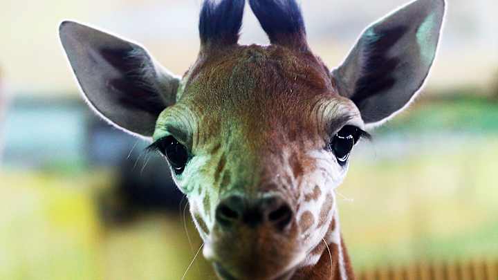 Dallas Zoo Names Baby Giraffe After Jason Witten
