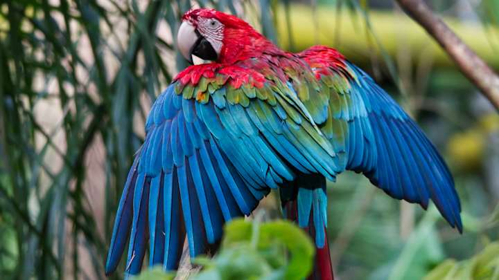 The Bucs Will Use a Parrot to Announce Their Late-Round Draft Picks