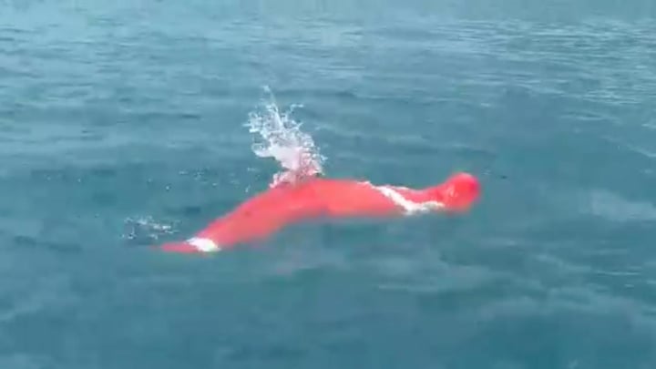 64-Year-Old Bulgarian Man Sets World Record by Swimming Over Two Miles Bound in a Sack 64-Year-Old Bulgarian Man Sets World Record by Swimming Over Two Miles Bound in a Sack
