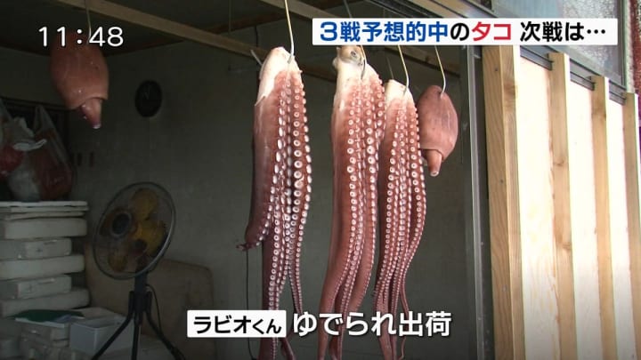 ‘Psychic’ Octopus That Correctly Predicted Japan’s World Cup Results Is Killed and Sold for Food ‘Psychic’ Octopus That Correctly Predicted Japan’s World Cup Results Is Killed and Sold for Food