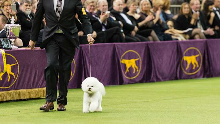 At the Westminster Dog Show, Flynn the Bichon Frisé's Triumph Surprises Even His Handler