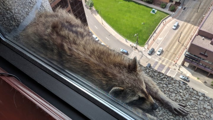Minor League Baseball Team to Play as St. Paul Raccoons in Honor of Viral #MPRRaccoon Minor League Baseball Team to Play as St. Paul Raccoons in Honor of Viral #MPRRaccoon