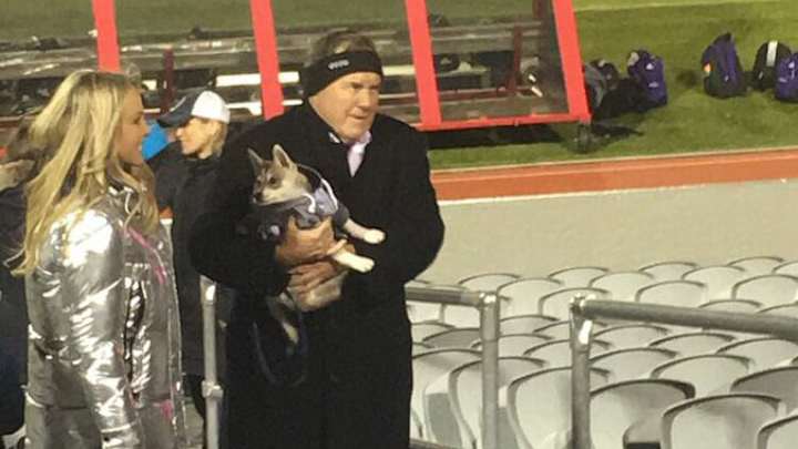 Bill Belichick’s Dog Wears a Hoodie, Because of Course