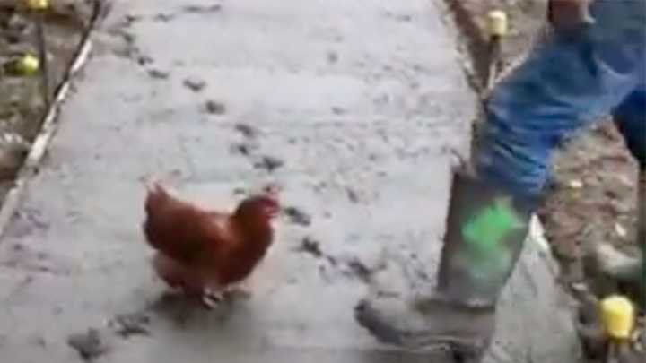 Weekend Hot Clicks: Lawless Chicken Ruins Day of Concrete Workers
