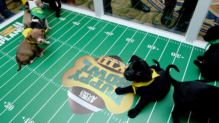 How to Watch The Puppy Bowl 2018 Online: Live Stream, TV Channel, Time