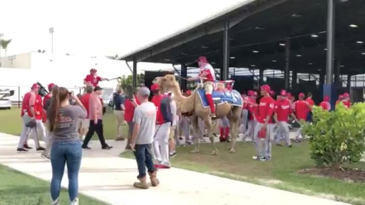 Nationals Use Hump Day to Ride in on Camels At Spring Training