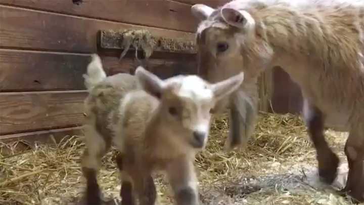 New England Zoo Pays Off Super Bowl Bet By Naming Baby Goat After Nick Foles