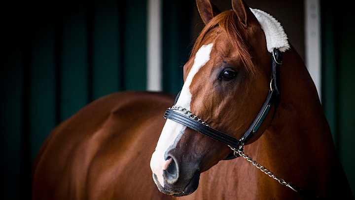 2018 Preakness Stakes Odds: Favorites, Contenders, Betting Lines
