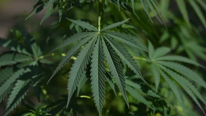 NHL Not Changing Marijuana Policy as Canada Legalizes