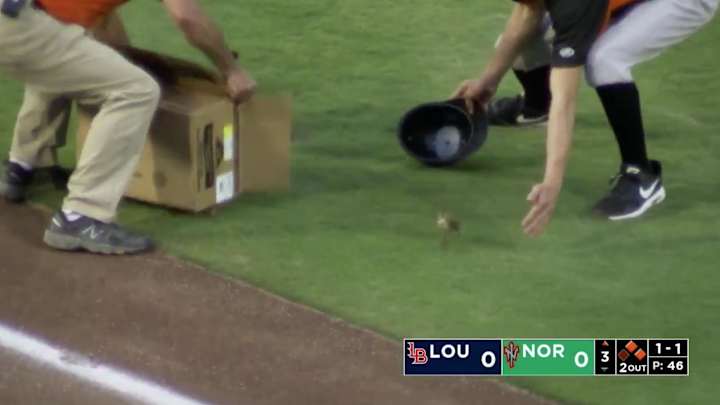 Monday’s Hot Clicks: Bat Boy Rescues Baby Ducks on Field During Minor League Game Monday’s Hot Clicks: Bat Boy Rescues Baby Ducks on Field During Minor League Game