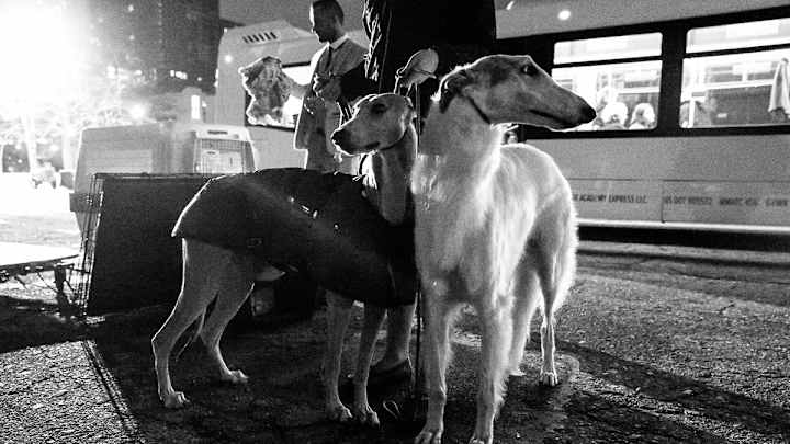 Behind-the-Scenes with Lucy and her handler Valerie Nunes-Atkinson competing at the 2018 Westminster Kennel Club Dog Show