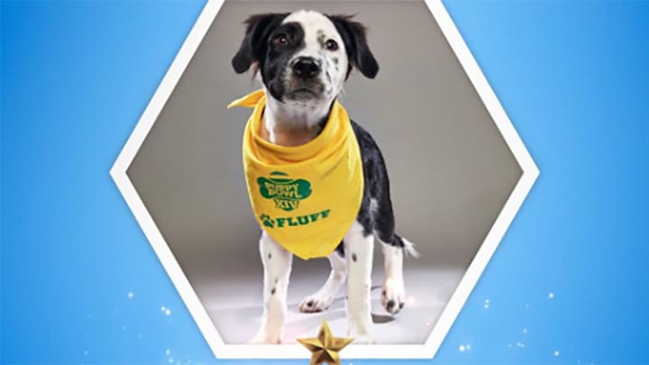 Who Won the Puppy Bowl: Team Fluff Earns Win, Bear Named MVP Who Won the Puppy Bowl: Team Fluff Earns Win, Bear Named MVP