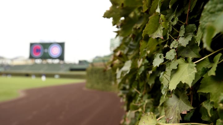 Cubs selling Wrigley Field ivy leaves from 2016 season for $200