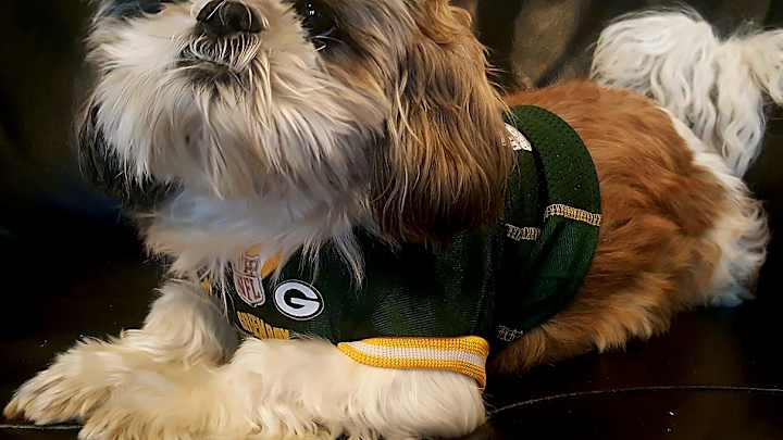 Pigskin Pups: Getting Ready For The Puppy Bowl