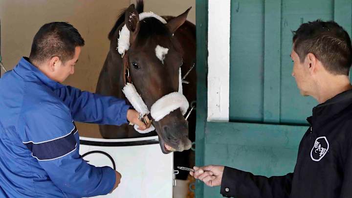 Preakness Stakes 2017 post positions draw: Live stream, updates