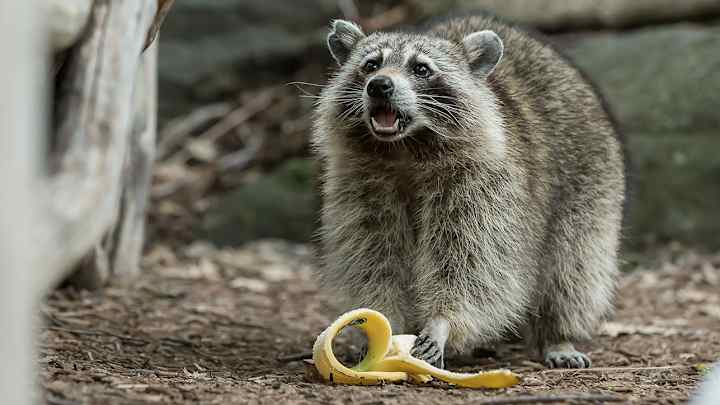 This jogger's fight against a raccoon was better than Mayweather-McGregor will be