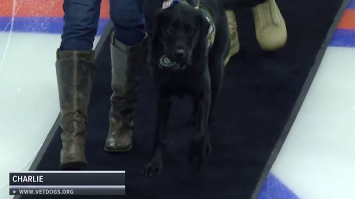Watch: Charlie the Dog Drops Ceremonial Puck at Islanders Game