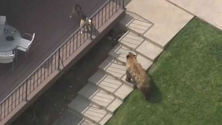 Courageous dog chases away bear that went for swim in family pool Courageous dog chases away bear that went for swim in family pool