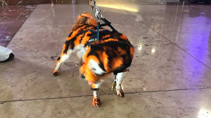 Auburn fan shows up at SEC Media Days with 'painted' dog