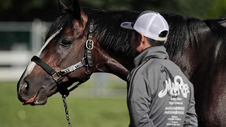 Japanese horse Epicharis treated for lameness before Belmont