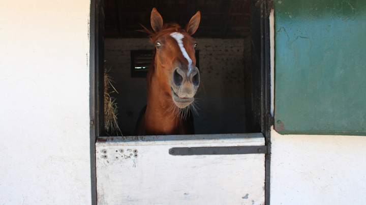 Owners hoping to change racehorse name from President Trump to Fake News