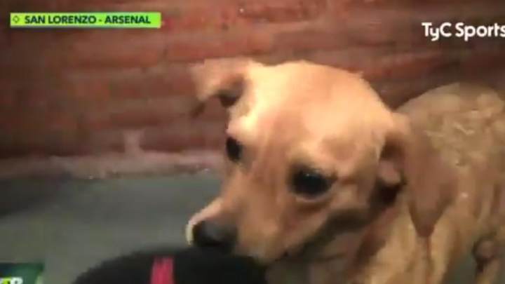 WATCH: World's Cutest Dog Invades Pitch, Gives Post-Match Interview