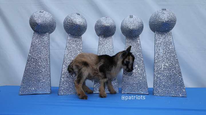 The Patriots Brought Goats to Camp for the GOAT Tom Brady’s Birthday