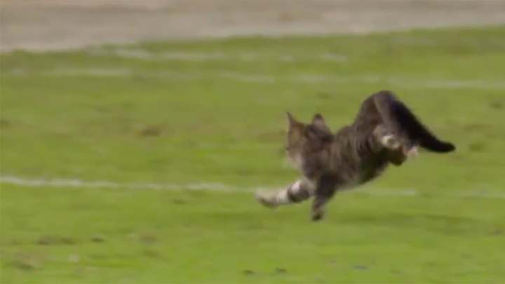 A Cat on The Field Might Have Been The Best Part of The Ravens' 40-0 Blowout