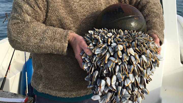The Coolest Thing Online Today is This Basketball Covered in Barnacles