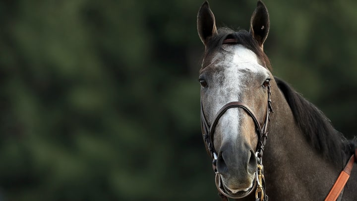Arrogate? Gun Runner? Match in Classic Is One of Many Breeders' Cup Storylines Arrogate? Gun Runner? Match in Classic Is One of Many Breeders' Cup Storylines