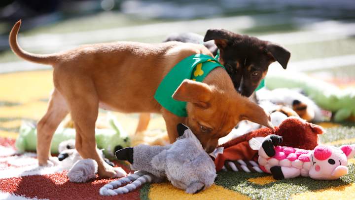 How to watch Puppy Bowl 2017 online: Live stream, TV channel, game time How to watch Puppy Bowl 2017 online: Live stream, TV channel, game time
